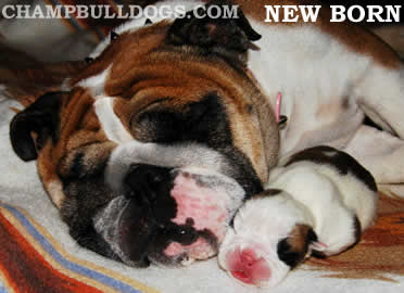 English Bulldog puppies